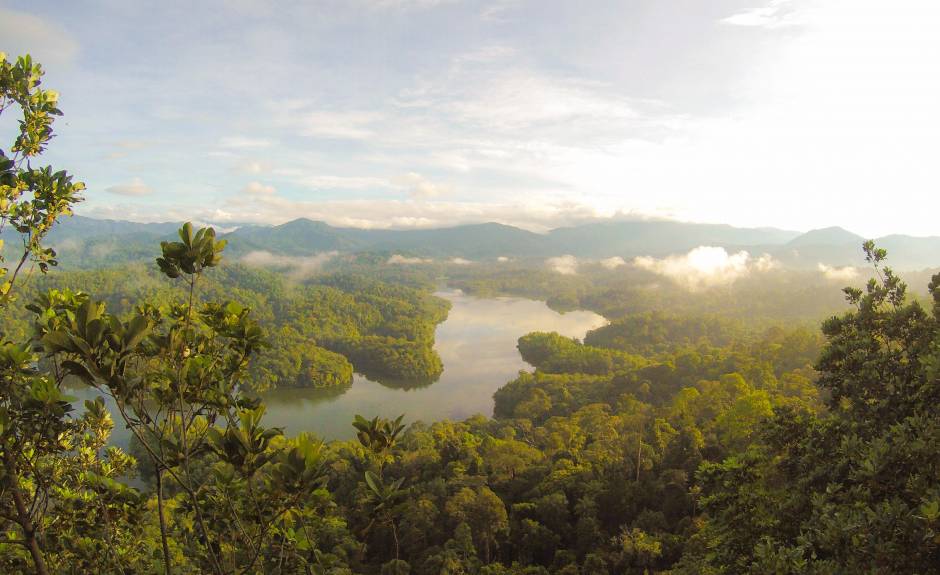 Cool Earth per il bene delle foreste pluviali